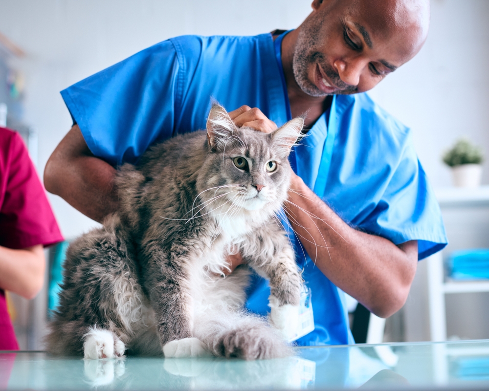 Pet Insurance