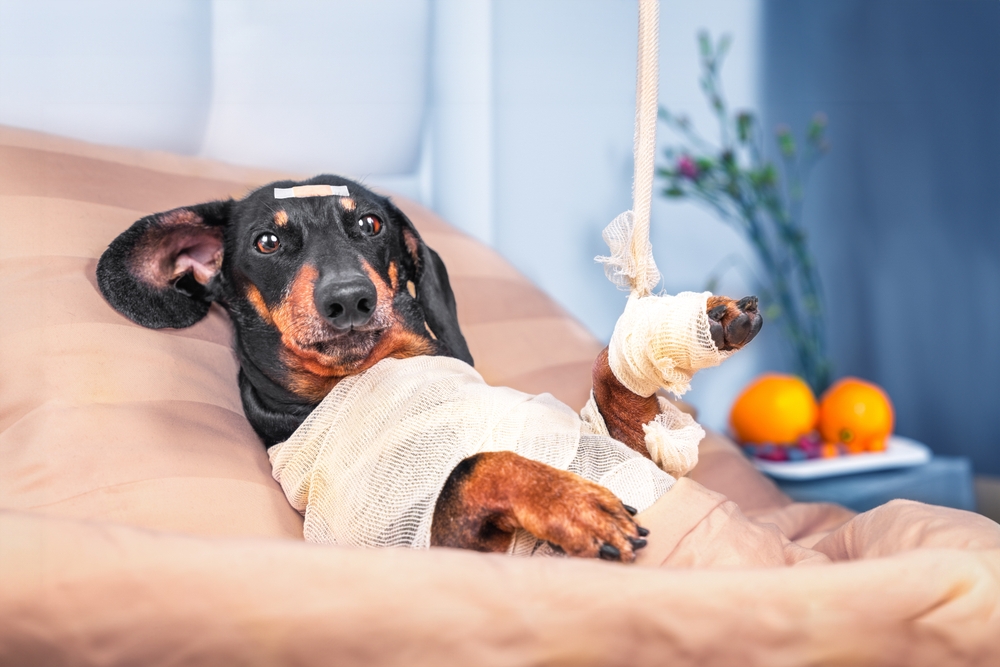 Pet Insurance